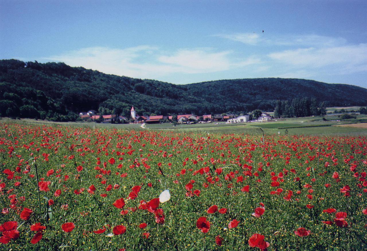 Landgasthof Wagner-Zimmermann Kinding Zewnętrze zdjęcie